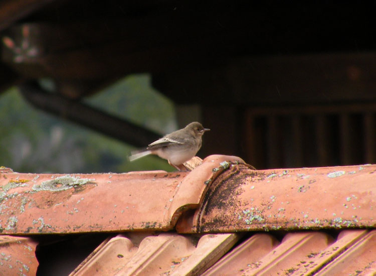 Giovane di Ballerina bianca (Motacilla alba)